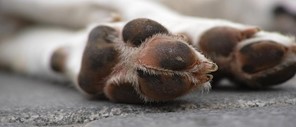 Περιφέρεια Θεσσαλίας: Πρόγραμμα περισυλλογής νεκρών ζώων - Οδηγίες προς κτηνοτρόφους