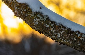 Στις 7 Δεκεμβρίου οι αποζημιώσεις των αγροτών για τον παγετό της Άνοιξης