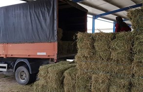 Πεσμένη η ζήτηση για τα τριφύλια - Μειώθηκαν τα κόστη των Λαρισαίων κτηνοτρόφων