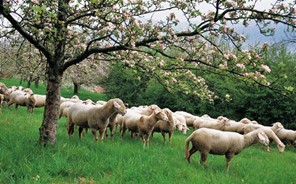 Αποζημιώσεις πληρώνει ο ΕΛΓΑ σε 1.081 κτηνοτρόφους 