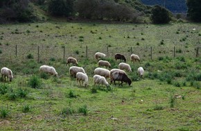 Διαφωνούν οι Θεσσαλοί κτηνοτρόφοι στην τεχνική λύση για τους βοσκοτόπους