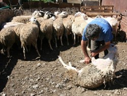 Επιστολή του Προέδρου της Ομοσπονδίας κτηνοτροφικών συλλόγων περιφέρειας Θεσσαλίας για την διεπαγγελματική στην φέτα
