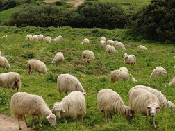 4 ευρώ το κιλό η τιμή αμνοεριφίων, συνδεδεμένη και μπλόκο εισαγωγών ζητούν οι Θεσσαλοί κτηνοτρόφοι