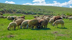 Aποζημιώσεις 1,7 εκατ. ευρώ σε κτηνοτρόφους της Λάρισας 