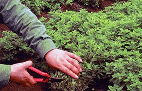 Aύξηση της καλλιέργειας ρίγανης κατά 5.000 στρέμματα στη Θεσσαλία 