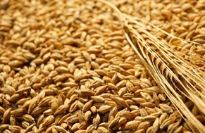 Α.Σ. Νίκαιας: Στα 49,5 λεπτά το κιλό έφτασαν τα συμβόλαια για το σκληρό σιτάρι
