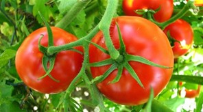 13.000 στρέμματα βιομηχανικής ντομάτας θα καλλιεργηθούν φέτος στο νομό Λάρισας