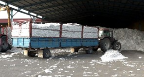 Mειωμένη κατά 30% η παραγωγή βαμβακιού - Αγωνία στα εκκοκκιστήρια της Θεσσαλίας