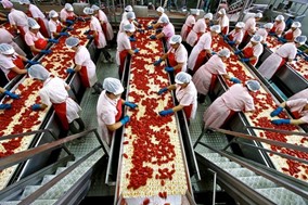 Χάνει το πριμ πρωιμότητας η βιομηχανική ντομάτα στη Θεσσαλία