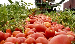 Λάρισα: H φετινή λειψυδρία προβληματίζει τους παραγωγούς βιομηχανικής ντομάτας 