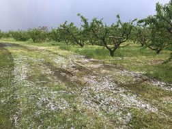 Νέα χαλαζόπτωση στην περιοχή της Αγιάς - Εκτεταμένες ζημιές σε κεράσια και μήλα