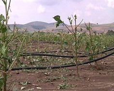 Kαταστροφικό χαλάζι στο Δήμο Κιλελέρ - Μεγάλες ζημιές σε καλλιέργειες