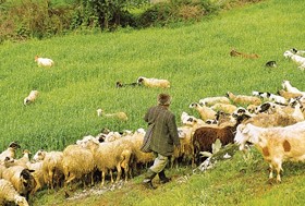 Θεσσαλοί κτηνοτρόφοι: Στο επίκεντρο φέτα, δάνεια και εργάτες γης