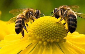 Οδηγίες για την προστασία των μελισσών από χημικούς ψεκασμούς