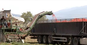 Γλαύκη Λάρισας: Ξεκίνησε η συγκομιδή της βιομηχανικής ντομάτας (βίντεο)