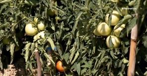 Η ντομάτα της Σπηλιάς Κισσάβου (βίντεο)