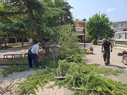 Λάρισα: Πτώση δέντρου στην πλατεία Χαραυγής - Η Διεύθυνση Πρασίνου εφιστά την προσοχή των πολιτών 