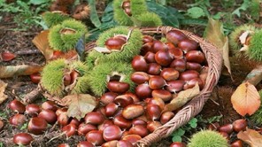 Τριήμερες εκδηλώσεις για τη Γιορτή Κάστανου στη Μελιβοία 