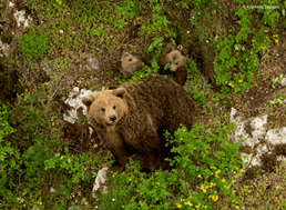 Νέο περιστατικό ζημιών σε μελίσσια από αρκούδα κοντά στον Ελασσόνα