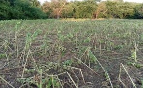 Κοπάδια αγριογούρουνων καταστρέφουν καλλιέργειες στην περιοχή της Αγιάς 