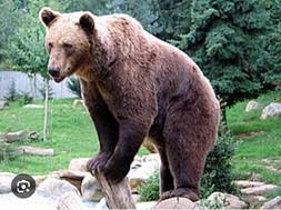 Αρκούδα κυκλοφορεί στην περιοχή της Ελασσόνας - Προκάλεσε ζημιές σε μελισσοκομεία