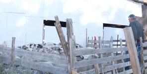 Oι τελευταίοι νομάδες κτηνοτρόφοι στο Αργυροπούλι Τυρνάβου – Πώς μετακινούνται στα βουνά (βίντεο)