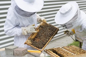 Λάρισα: Την Τετάρτη τα εγκαίνια του Εργαστηρίου Εφαρμοσμένης Μελισσοκομίας στη Γαιόπολις Λάρισας