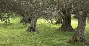 Επιτήδειοι έκοψαν δένδρα στον αιωνόβιο ελαιώνα της Τσαριτσάνης