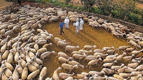 Γκουγκουλής (Kαθηγητής Κτηνιατρικής): "Xάνεται η μάχη με την ευλογιά – Ενδημική γίνεται πλέον η νόσος"