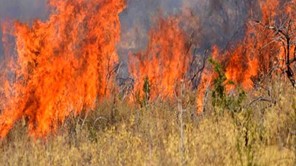 Βαρύ πρόστιμο για καύση ξερών χόρτων σε περιοχή του Δήμου Τεμπών 