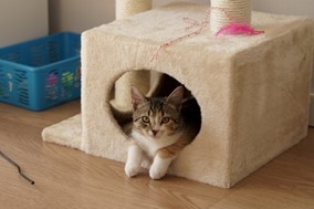 Ασφάλεια και γάτα. Τα must have προϊόντα για γάτες και την μέγιστη προστασία τους! 