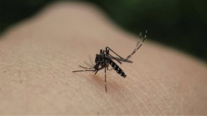 Λοίμωξη από τον ιό του Δυτικού Νείλου, πώς διαλέγουν τα κουνούπια τα θύματα τους-προστασία