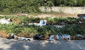Κατασχέθηκαν 1.406 δενδρύλλια κάνναβης σε ορεινή περιοχή της Καρδίτσας 