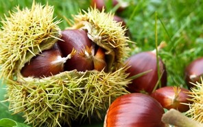 Λάρισα: Η ξηρασία και οι ασθένειες πληγώνουν την καστανοπαραγωγή (βίντεο)