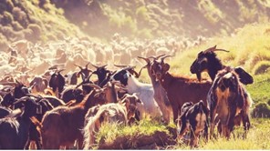 Νέα σύλληψη για παραβίαση μέτρων κατά της ευλογιάς 