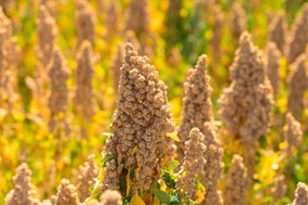 Γιατί η κινόα υπερέχει του σιταριού και του βαμβακιού στο ταμείο