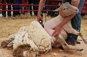 Καρυά Ελασσόνας: Πέθανε από ηλεκτροπληξία ενώ κούρευε πρόβατα!