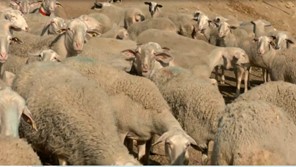 Θεσσαλοί κτηνοτρόφοι: Αναγκαίες οι επιδοτήσεις για τη στήριξη του κλάδου (βίντεο)