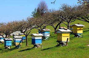 Με εντολή ΥφΑΑΤ έλεγχοι της Περιφέρειας σε βιολογική μελισσοκομία - κτηνοτροφία