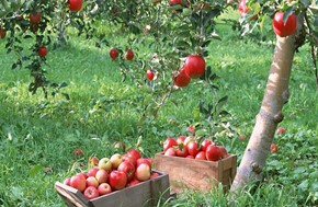 ΕΛΓΑ: Γιατί δεν θα καταβληθούν αποζημιώσεις στους μηλοπαραγωγούς της Αγιάς