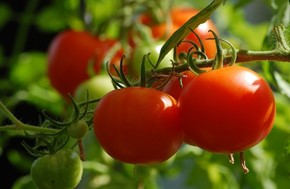 Mειωμένες οι καλλιεργούμενες εκτάσεις βιομηχανικής ντομάτας στη Λάρισα 