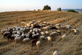 Στο ΥΠΑΑΤ Κουρέτας και κτηνοτρόφοι για την ευλογιά των προβάτων