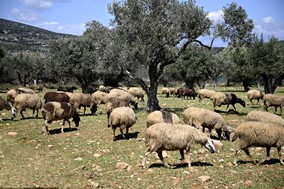 Eυλογιά: Παράνομοι εμβολιασμοί στη Θεσσαλία – Ενδείξεις για πάνω από 100.000 ζώα