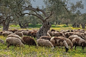 Ευλογιά αιγοπροβάτων: 234 κρούσματα στη Λάρισα - 22 νέα τον Οκτώβριο
