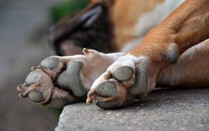 Θανατώθηκαν 5 σκυλιά με φόλες στο Αγιονέρι Ελασσόνας 