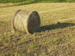 Λάρισα: Αδυναμία διάθεσης των ζωοτροφών σε κτηνοτρόφους λόγω της ευλογιάς