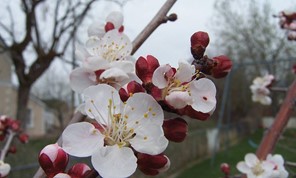 Ελασσόνα: Aκαρπία και καρπόπτωση στις καλλιέργειες μηλιάς και βερικοκιάς