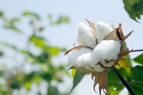 Δ/νση Αγροτικής Οικονομίας Π.Ε. Λάρισας: Οδηγίες για την αποτελεσματική φυτοπροστασία της βαμβακοκαλλιέργειας