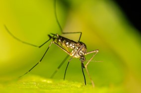 Περιφέρεια Θεσσαλίας: Το σχέδιο καταπολέμησης των κουνουπιών σε συνεργασία με το Υπουργείο Υγείας