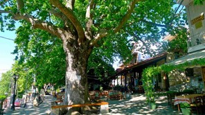Αρχαιρεσίες στον Μορφωτικό Σύλλογο Ραψάνης
